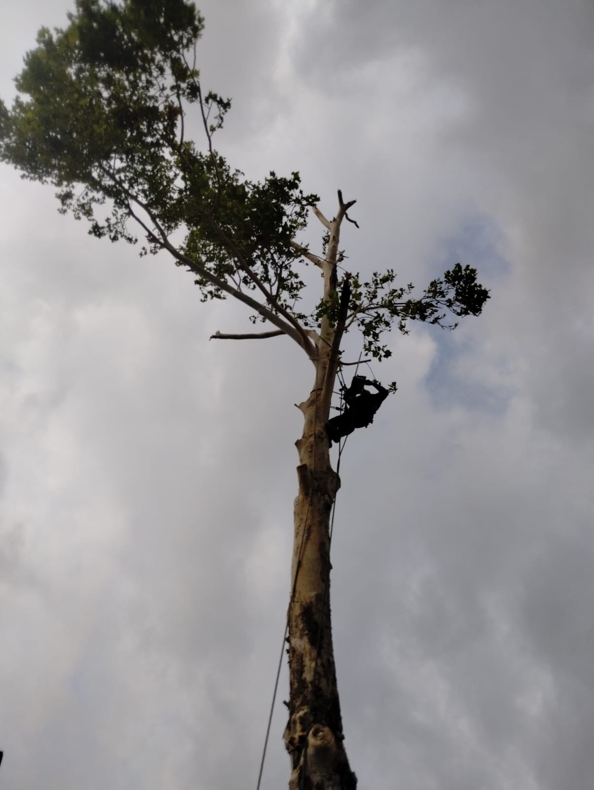 Logo for Y Tree Service