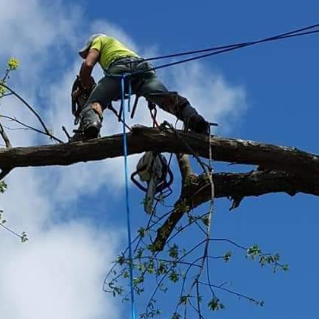 Corey's tree removal logo