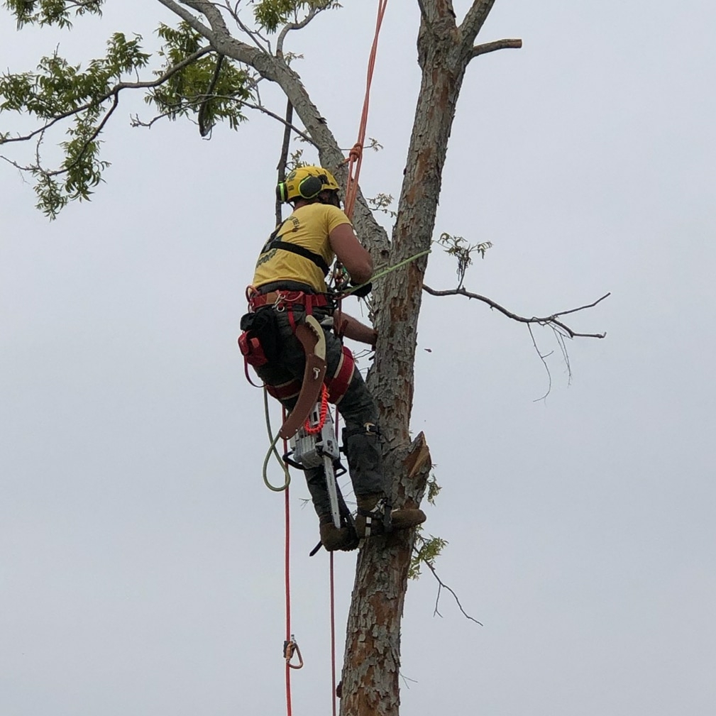 Logo for Red Copper Tree Topper
