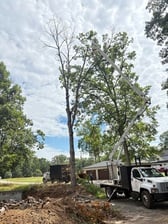 Avatar for Acevedos Tree Experts