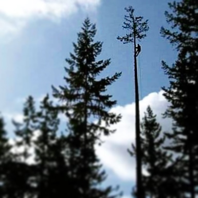 JACKSON COUNTY ARBORIST logo