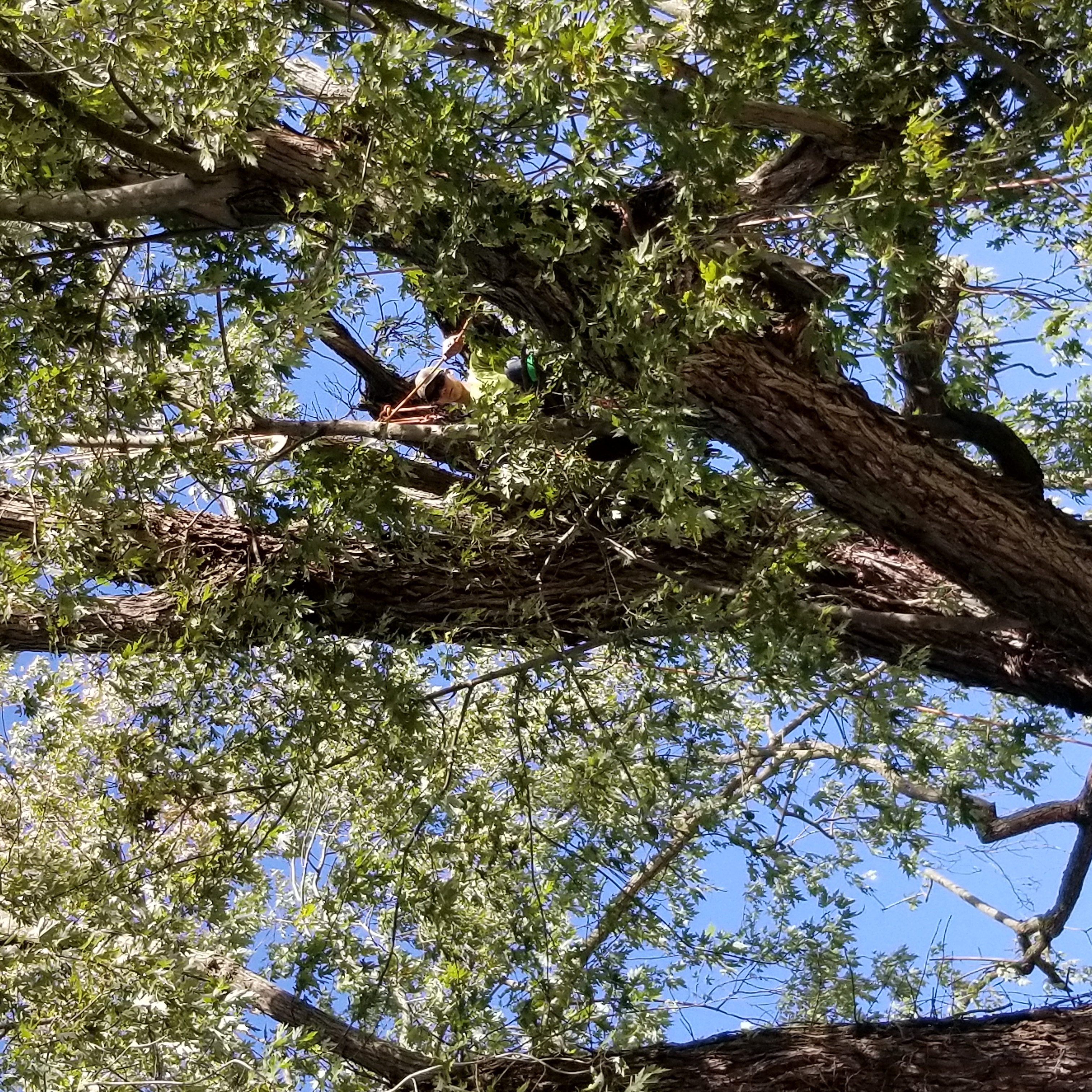 Goodrums Tree Service logo