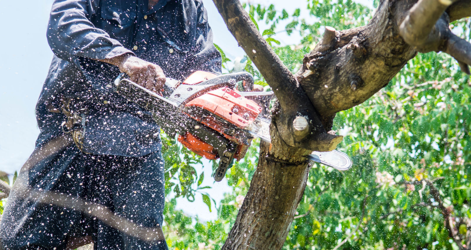 Tip Top Tree Services logo