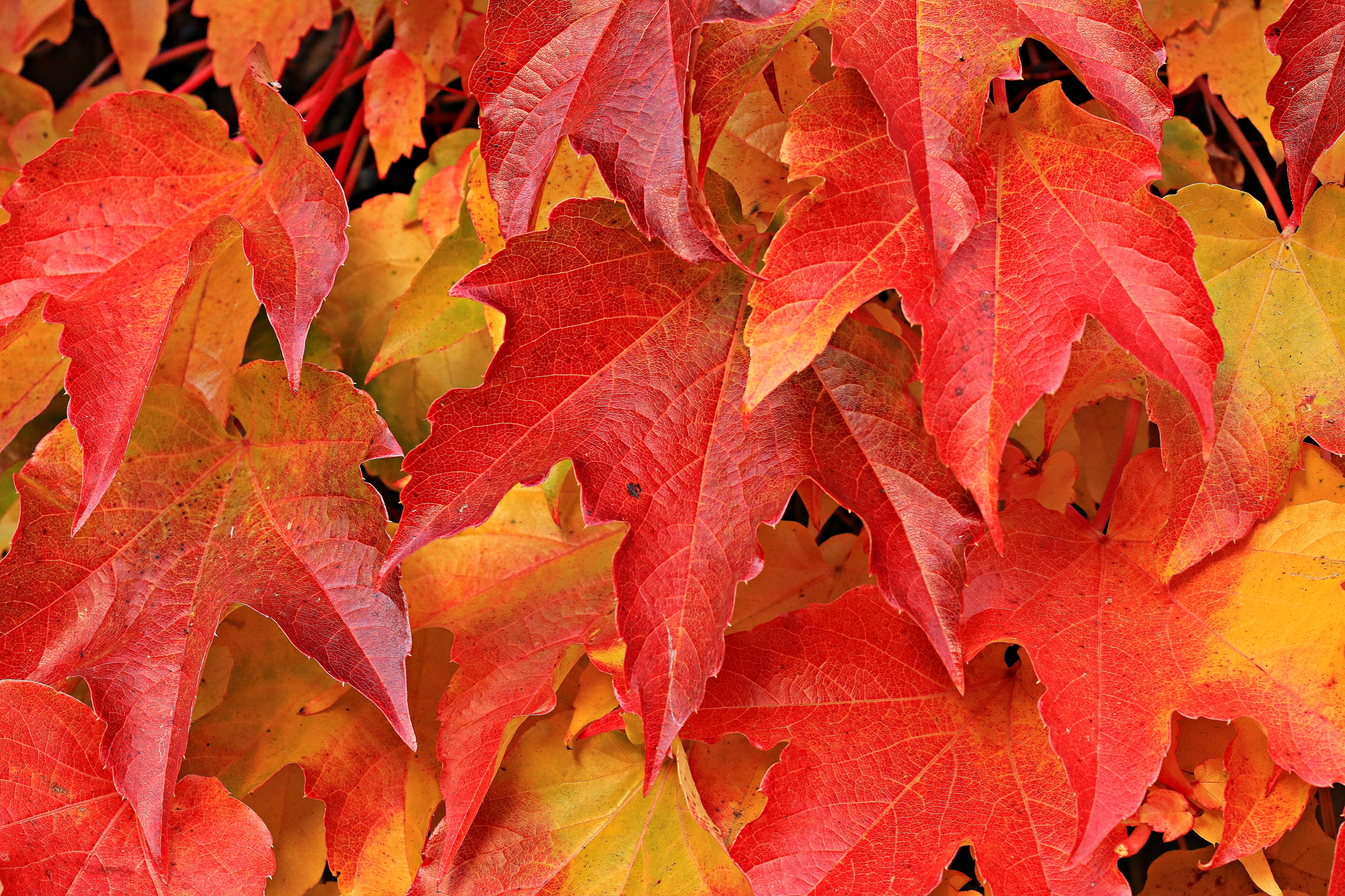 Leaf Guardians logo