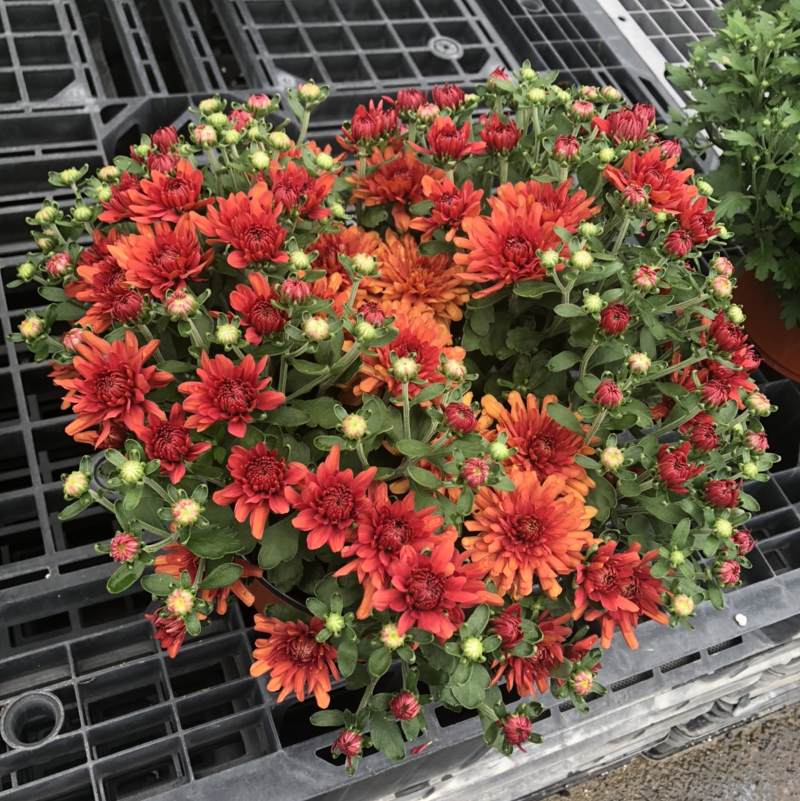 Avatar for Greenpond Plants Garden Center