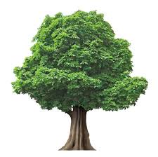 Avatar for Fuentes Tree Service