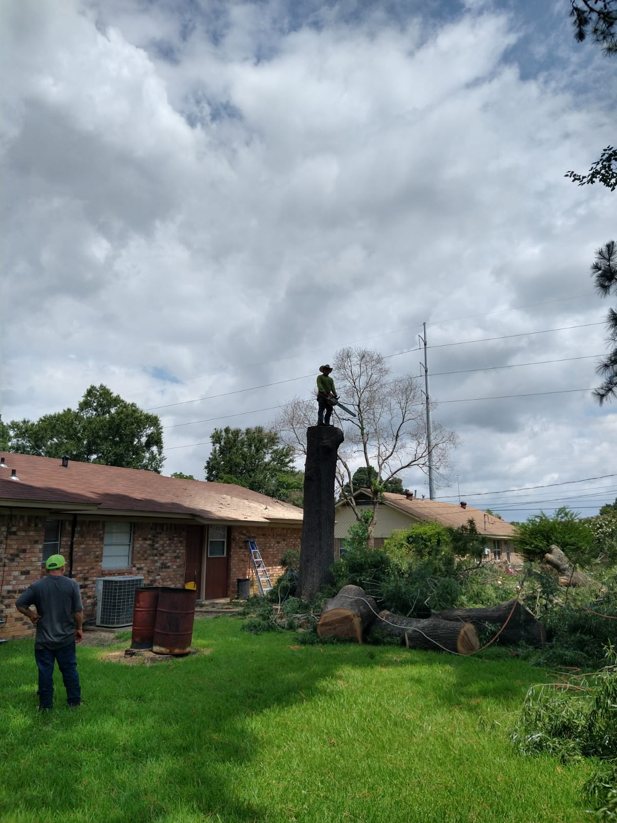Avatar for Tree Service and Stump Grinding