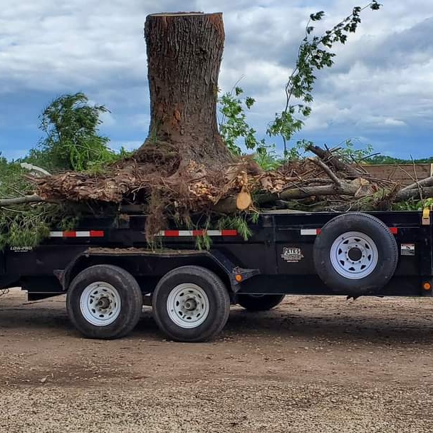 Avatar for DeNucci's Tree Service LLC