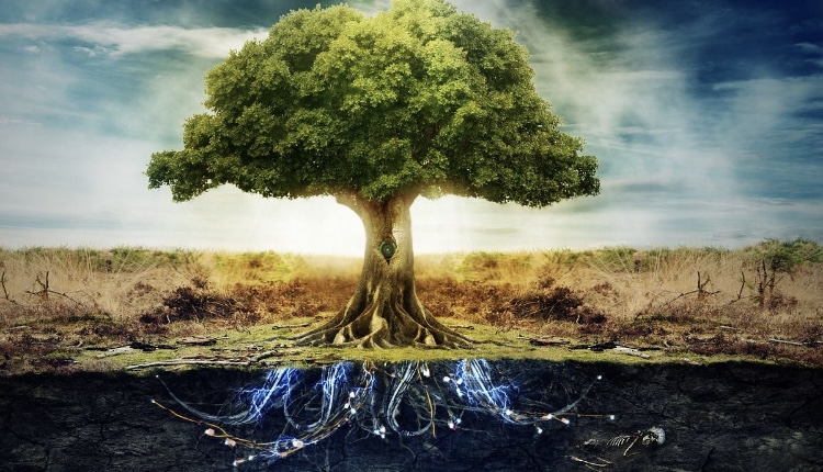 Avatar for Grace Landscaping & Tree Service