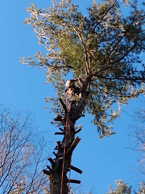 Top Notch Tree Services of Maine logo