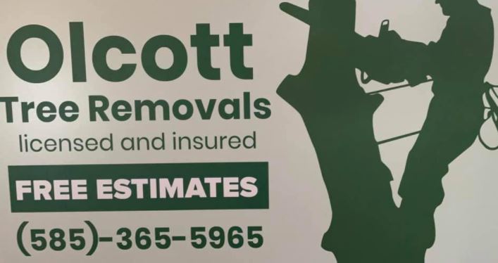 Avatar for Olcott Tree Removals