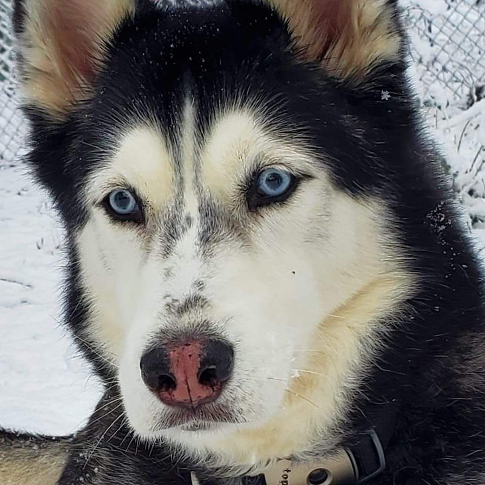 Avatar for Huskyprorepair