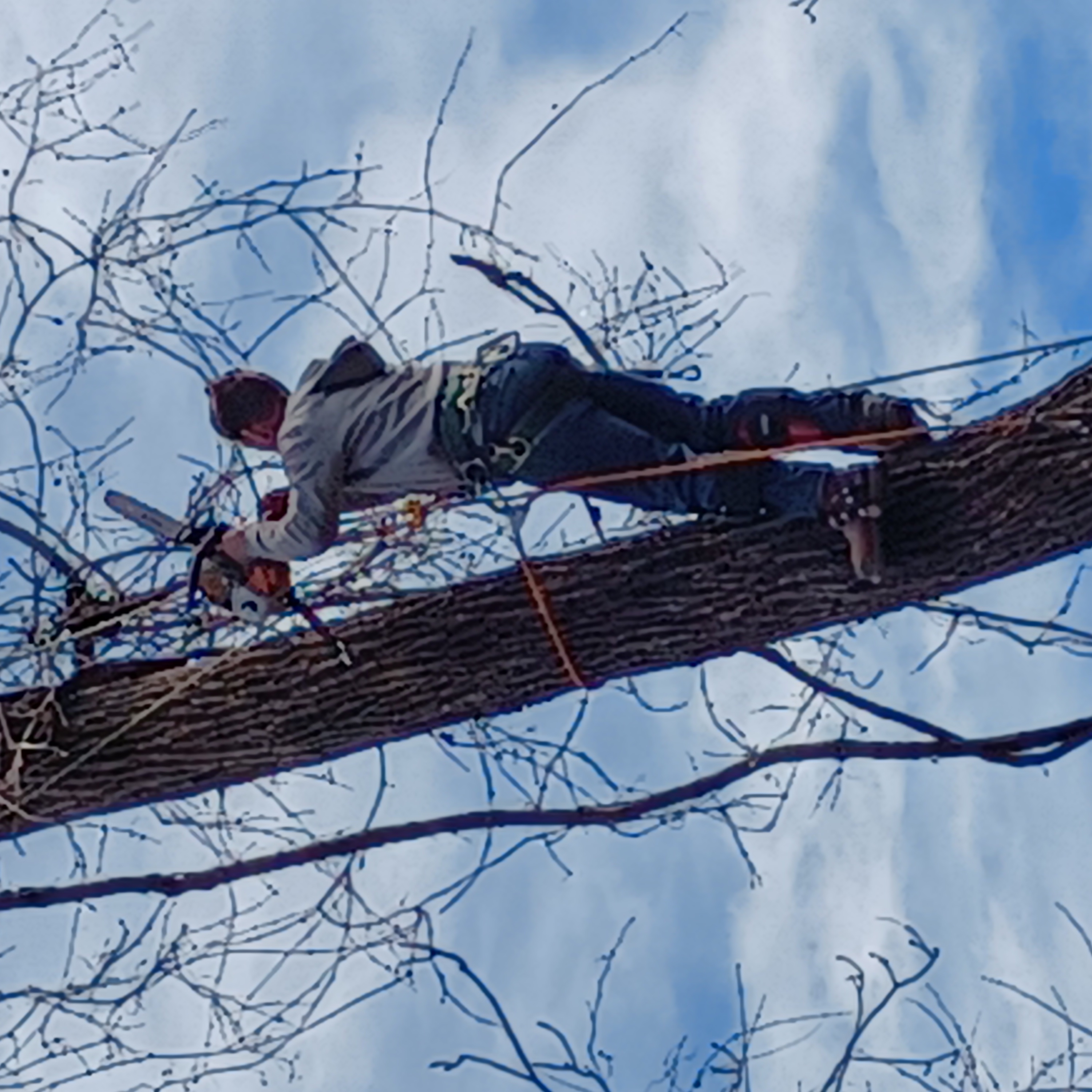 Avatar for JD's Trees and More