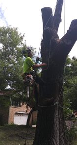 Avatar for Arbor Med Tree Service