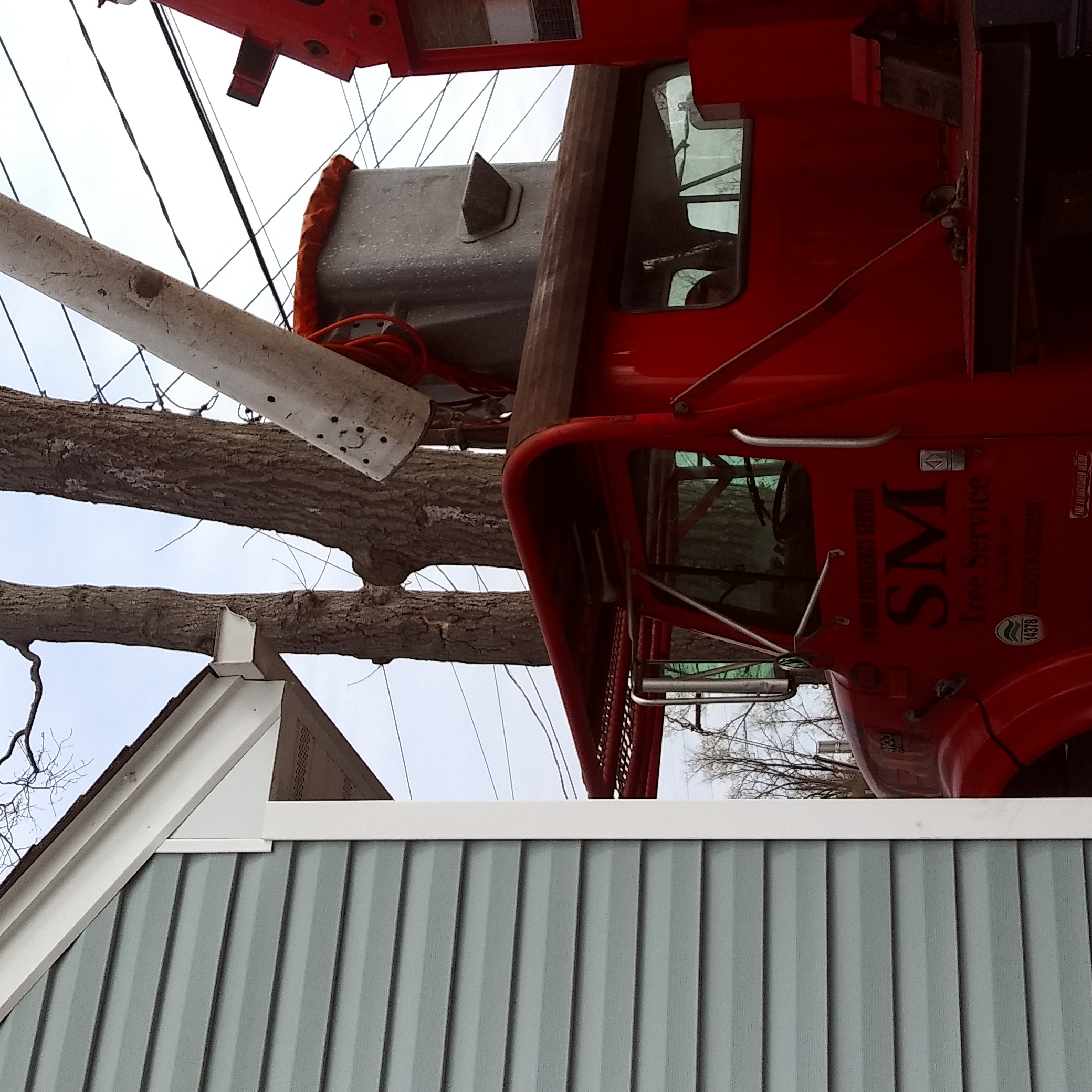 Avatar for Sm tree service