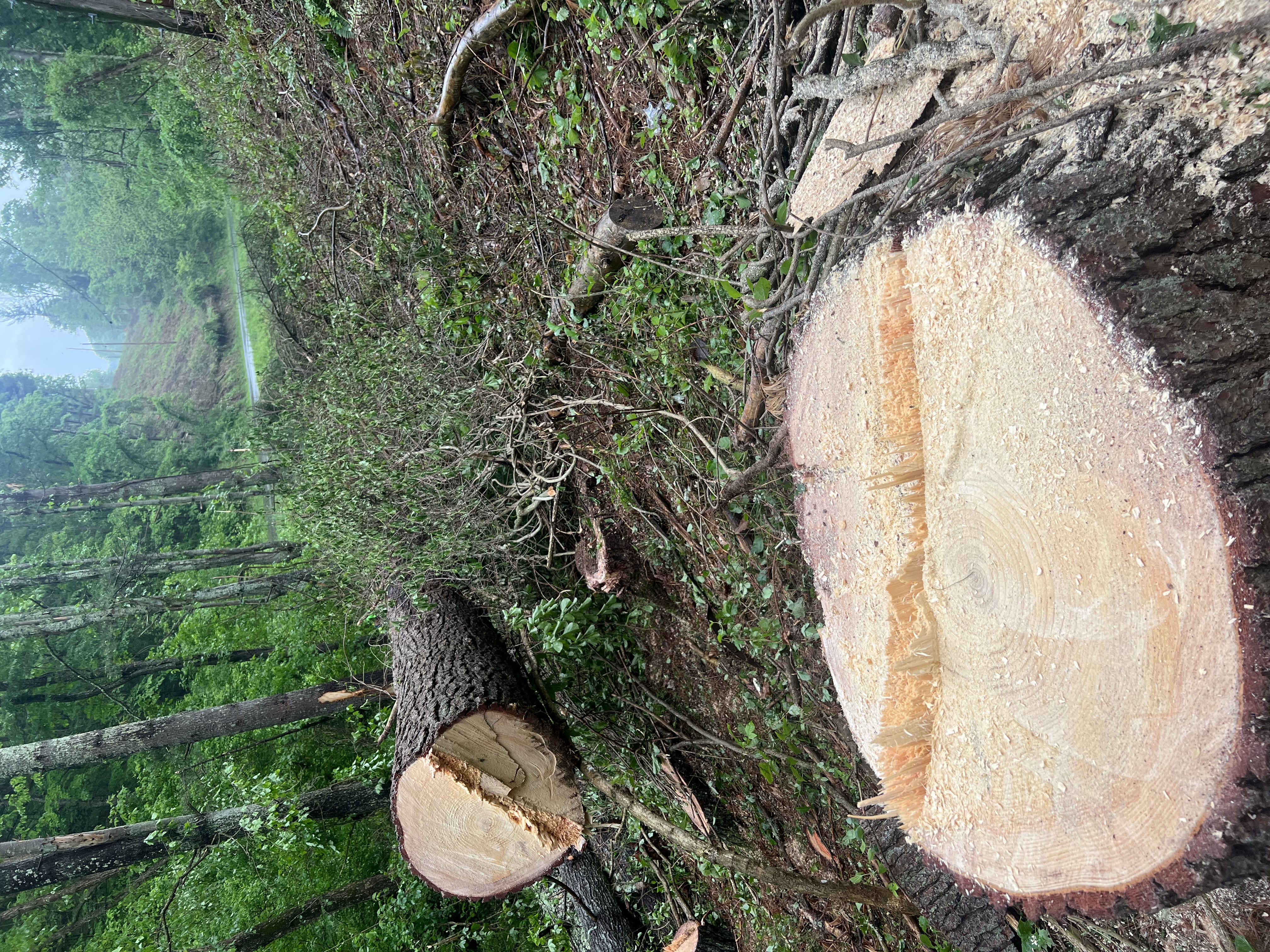 J&J tree work logo