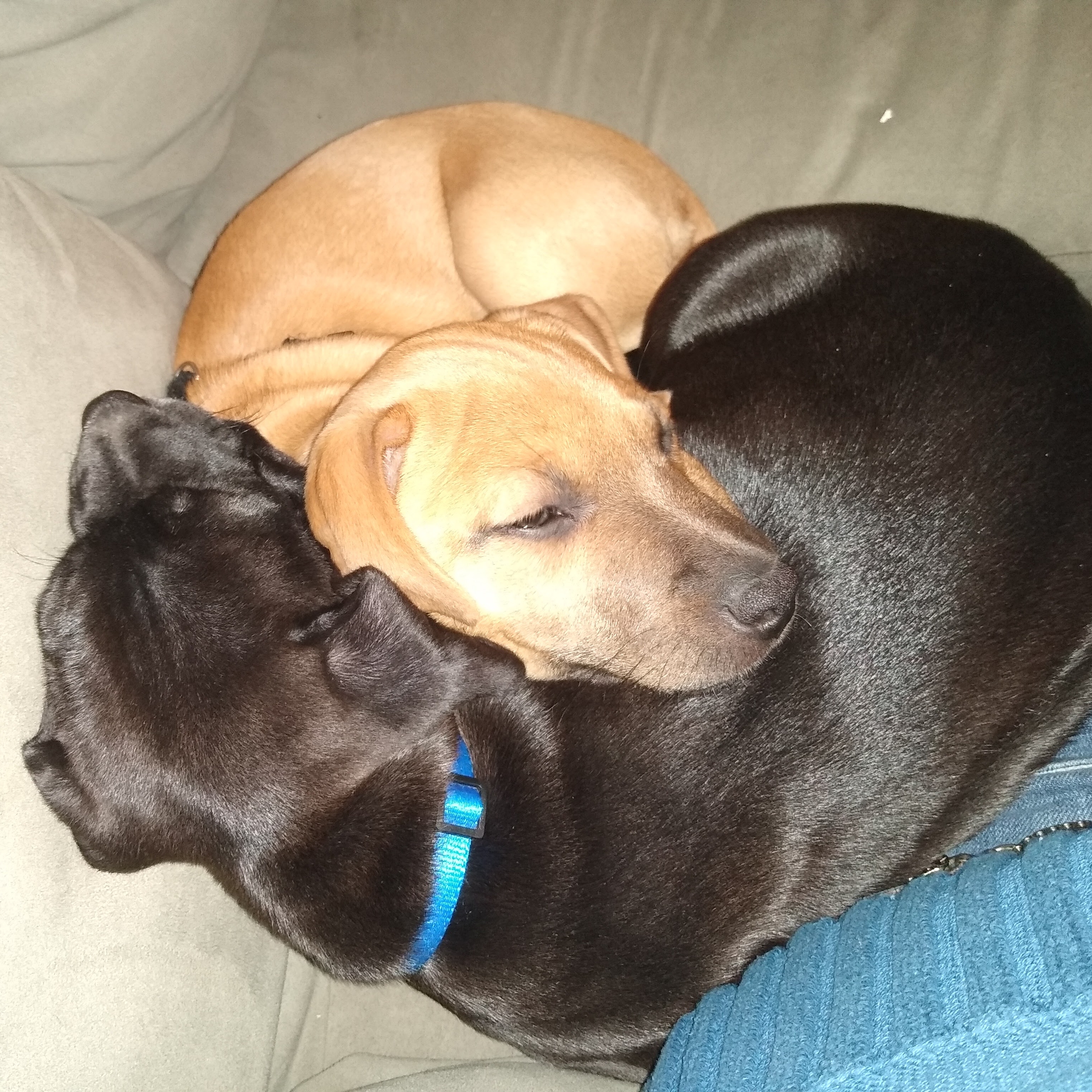 Avatar for Gypsys & Genies