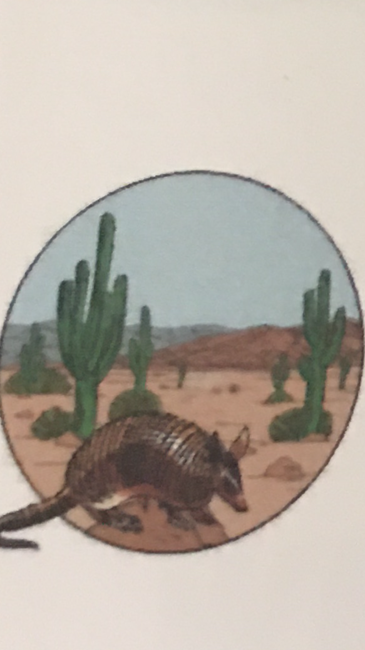 Avatar for Armadillos Construction
