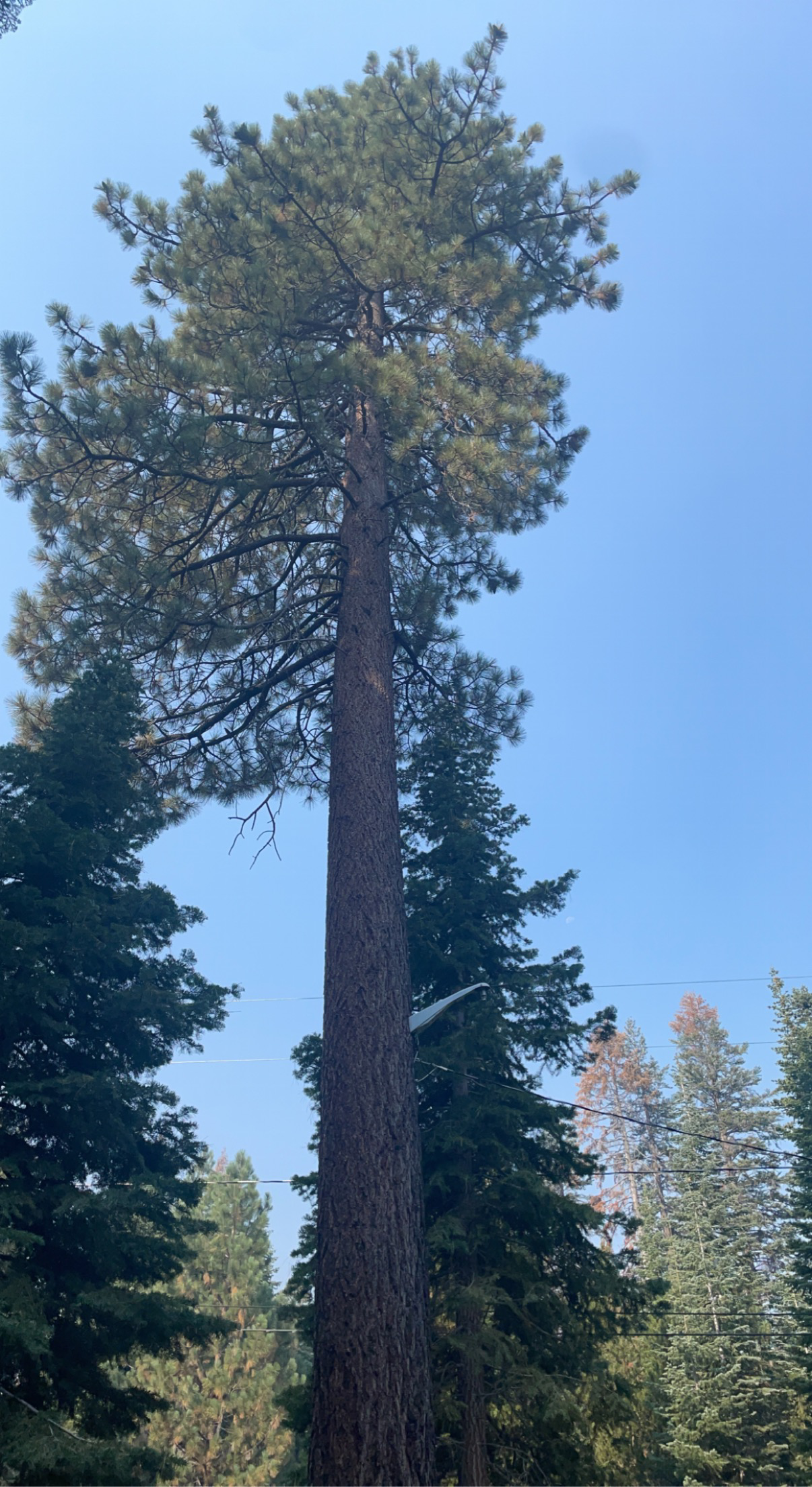 All brothers tree service logo