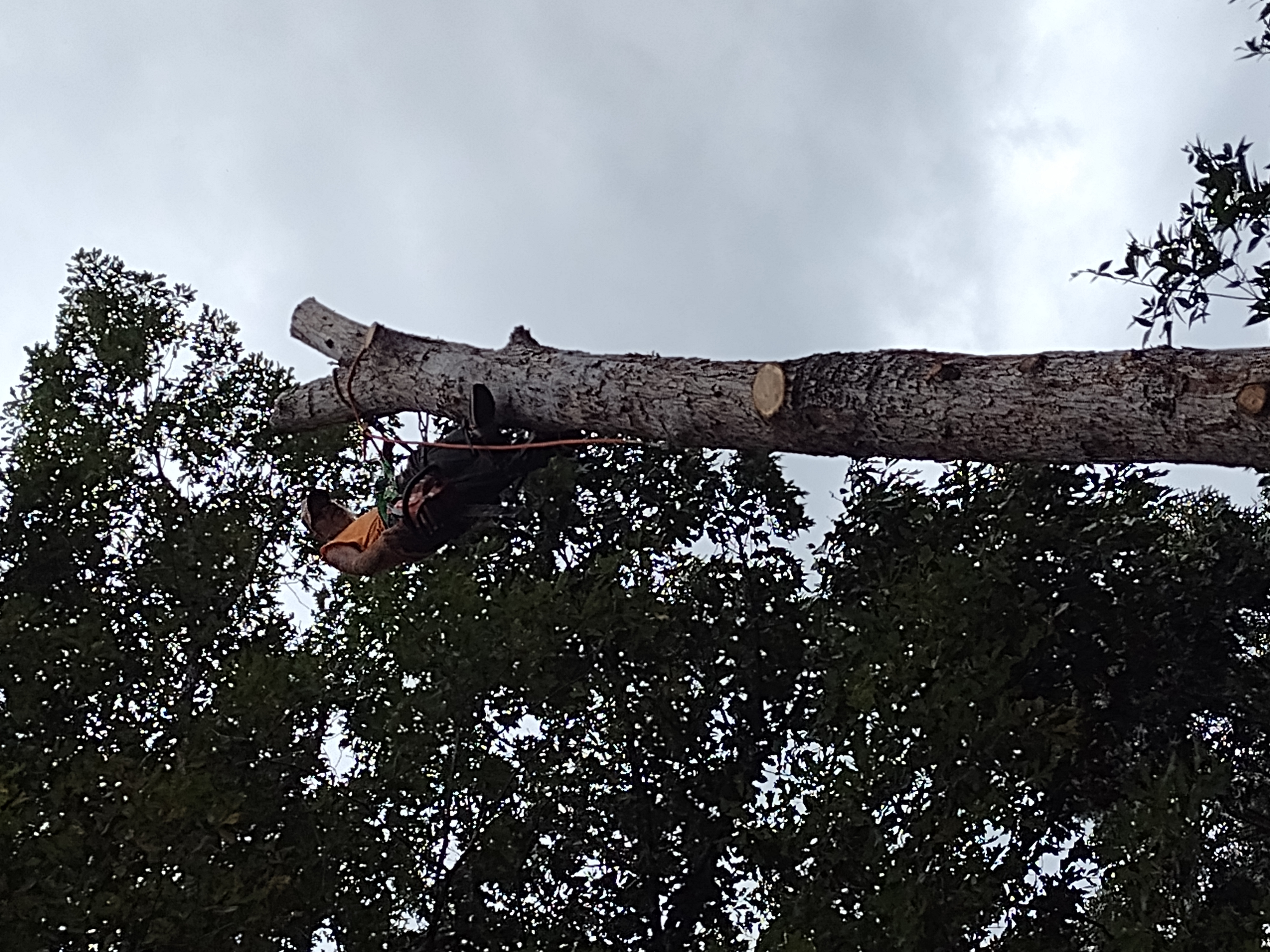 Logo for Poorboyz Tree svc