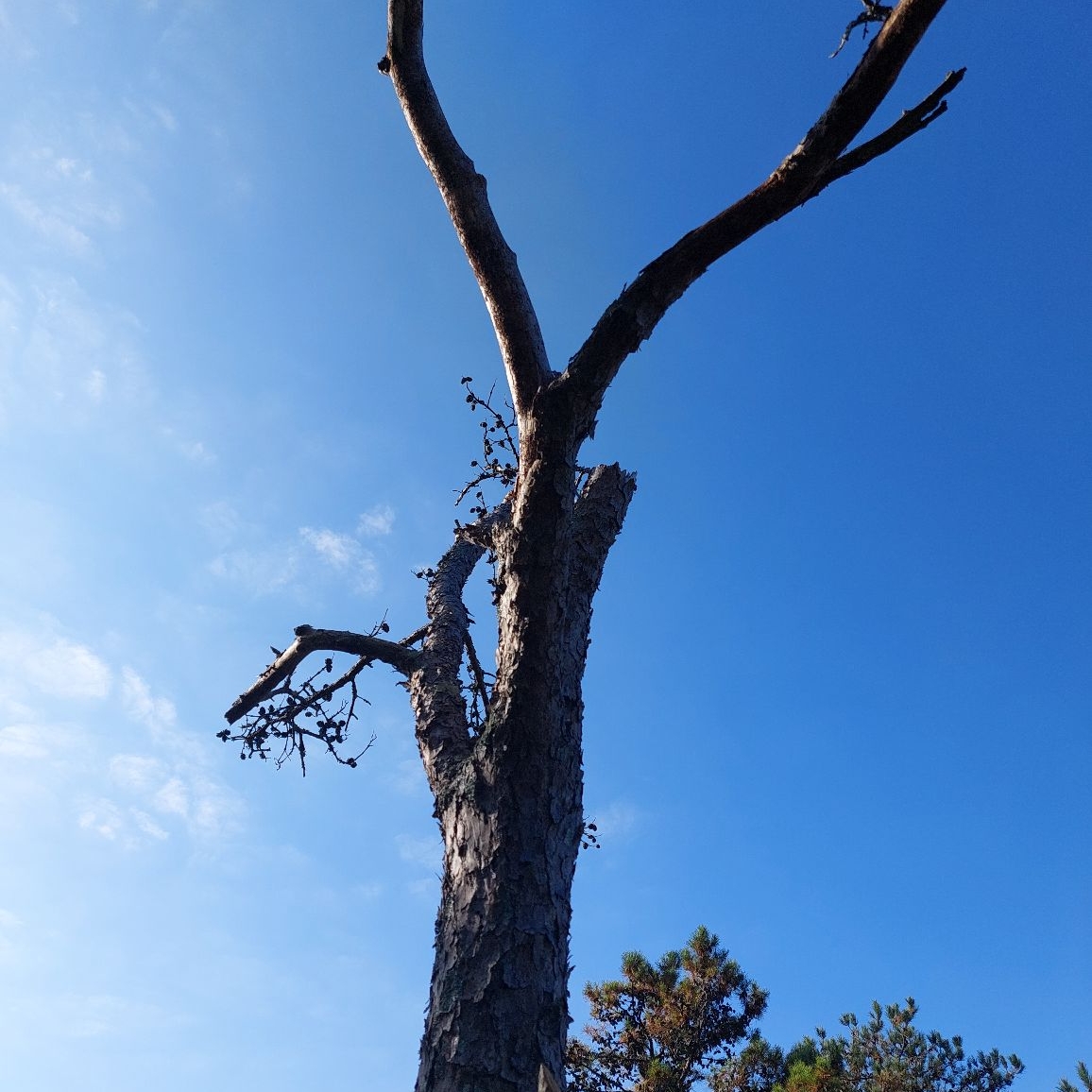 Lopez Tree Service logo