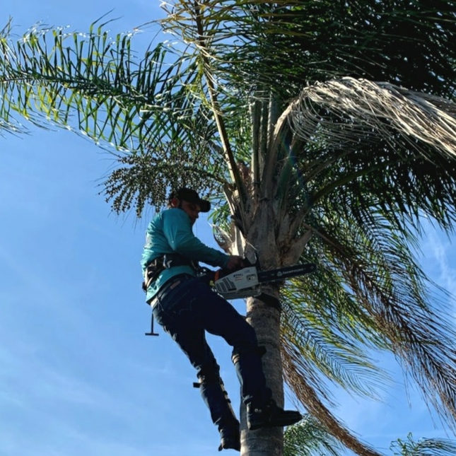 Avatar for Sawyer tree service