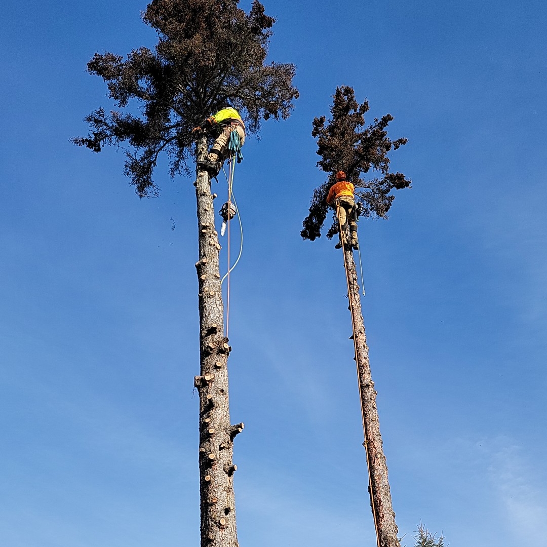 Royal Tree Service LLC logo