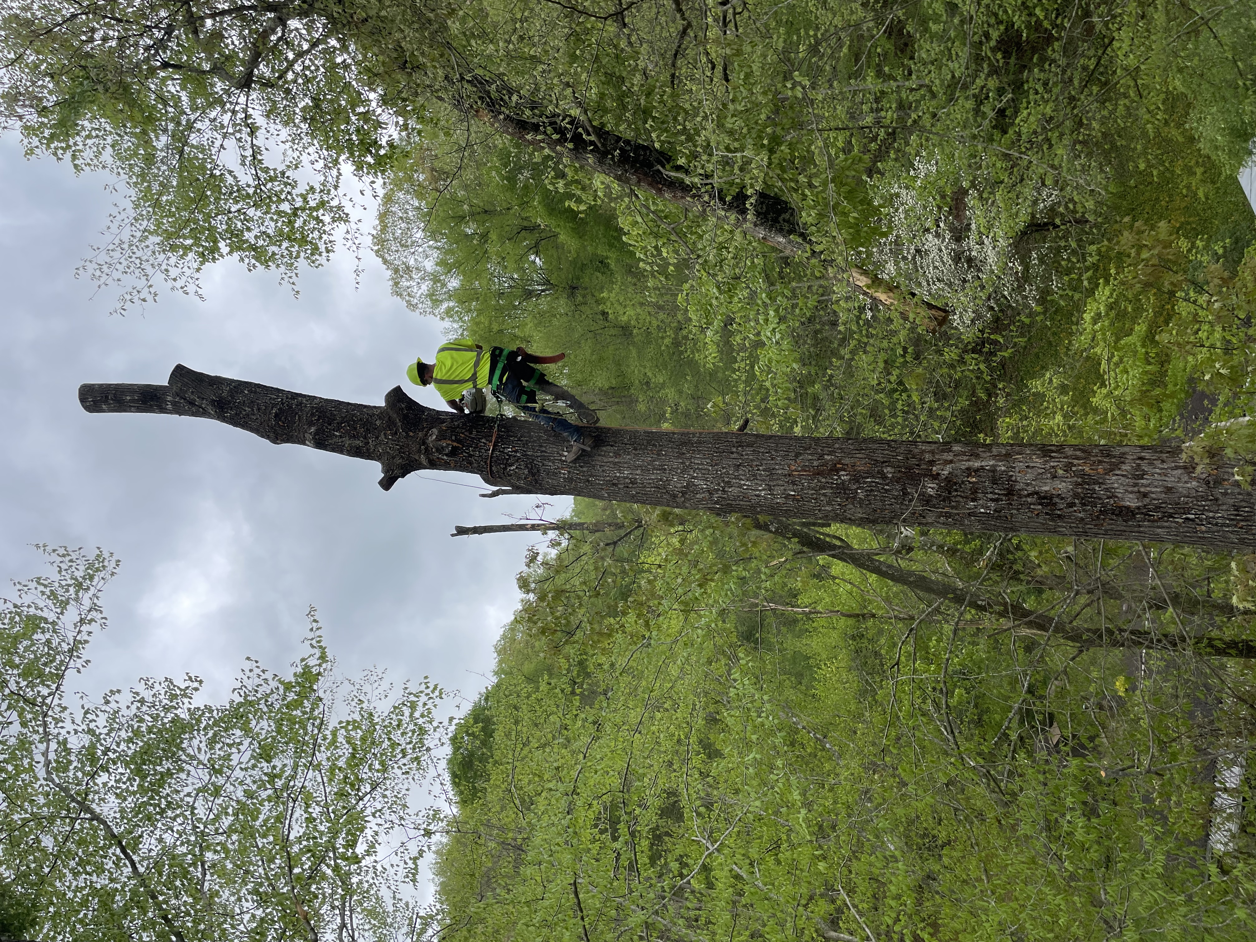 Avatar for Hot rod tree service