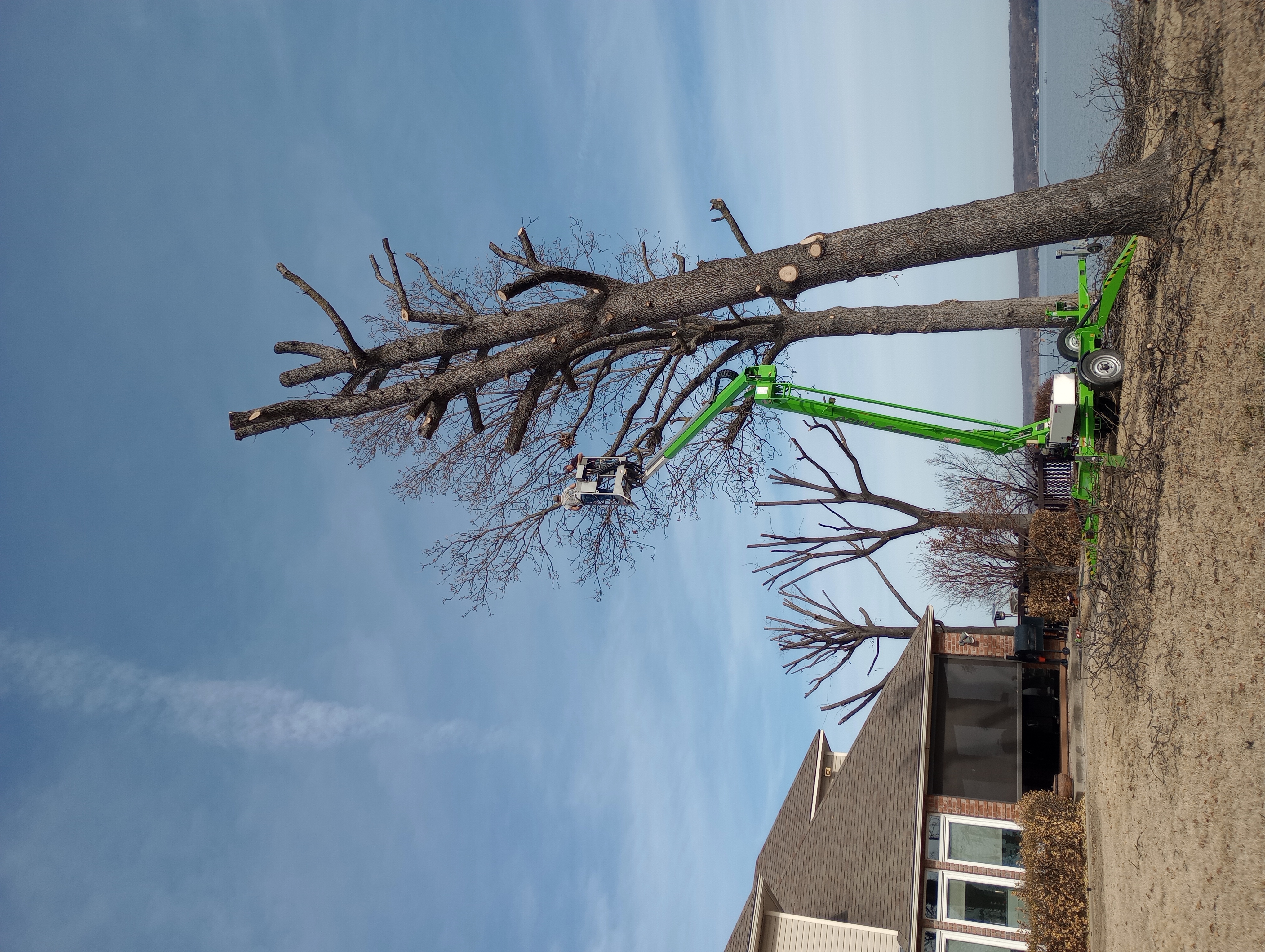 Palmer's tree service llc logo