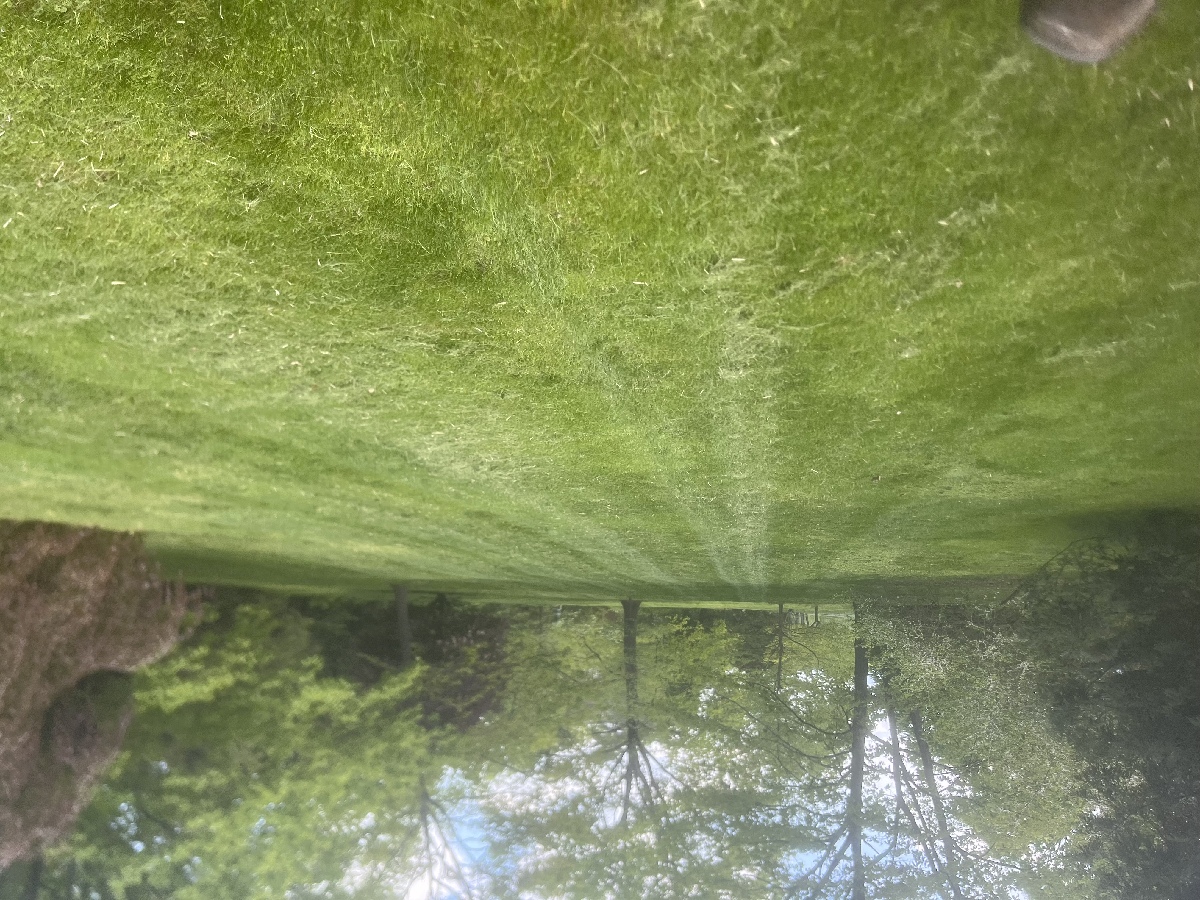 Avatar for Custom cuts lawn service