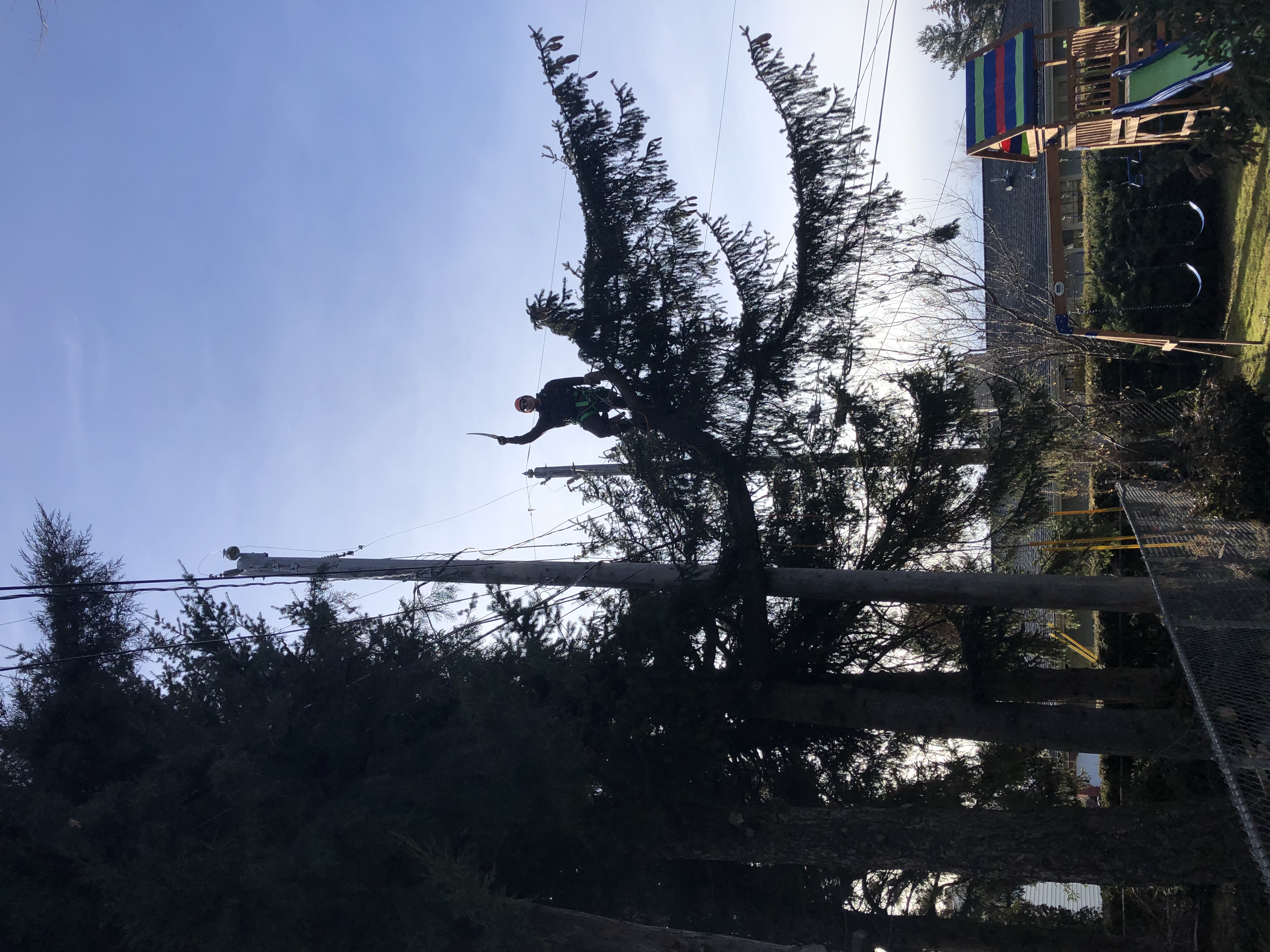 Avatar for Matts tree service