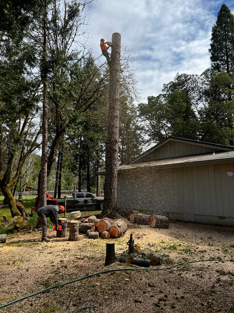 MC Tree service logo