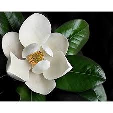 Avatar for Sweet magnolia Lawncare