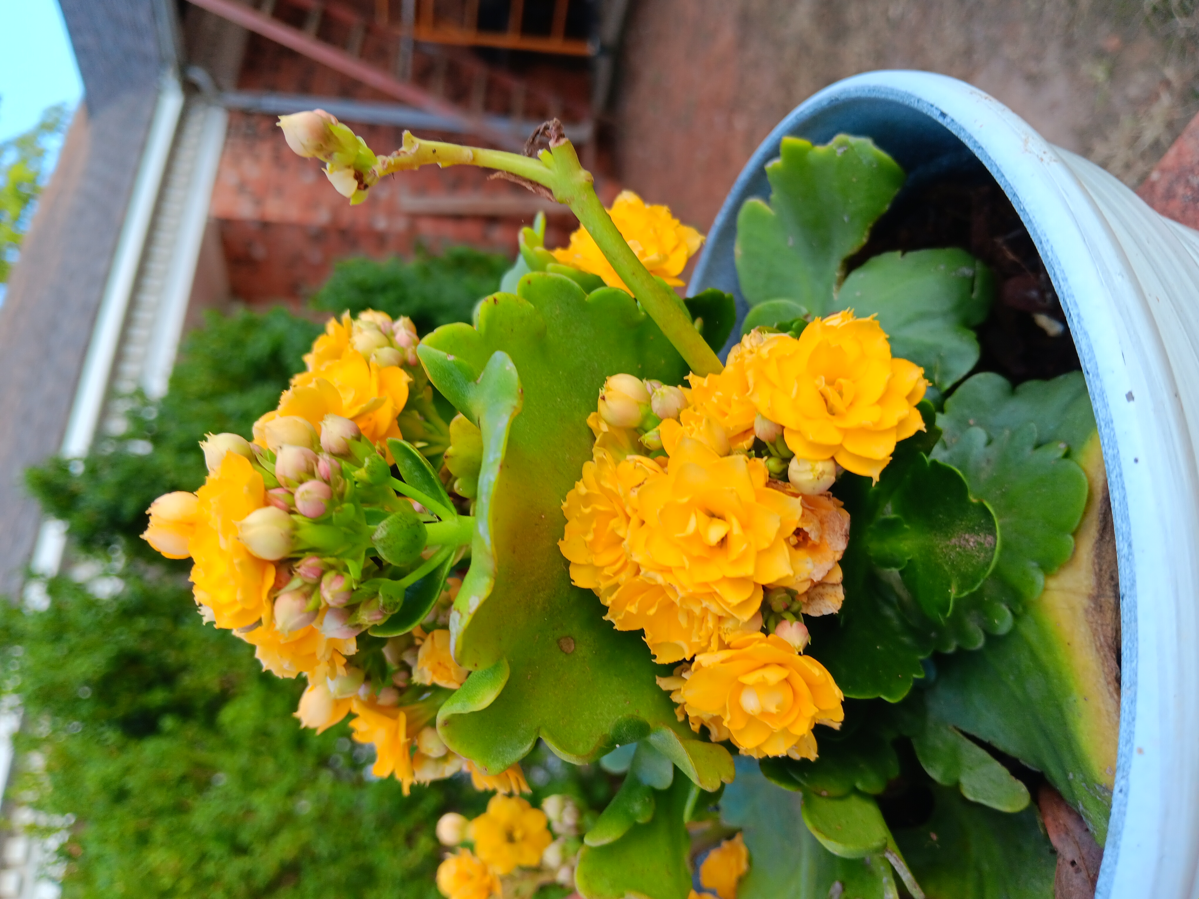 Avatar for Jen's House Cleaning LLC