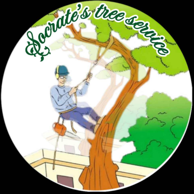 Avatar for Socrate's Tree Service