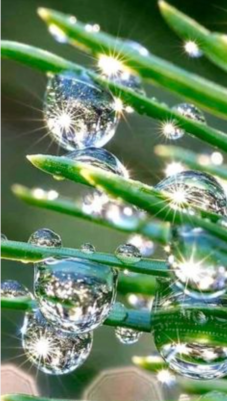 Morning dew logo