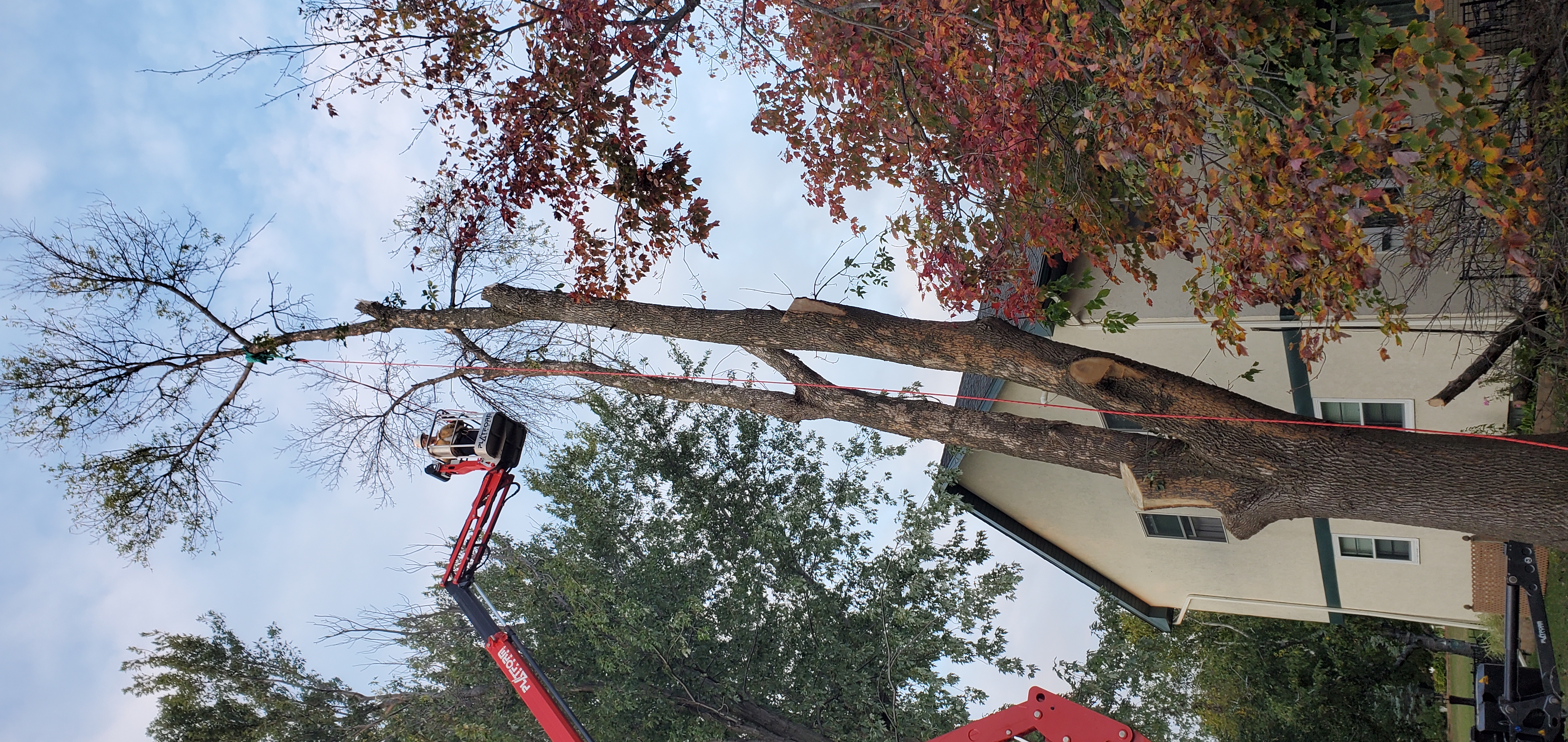 Avatar for Tree musketeers