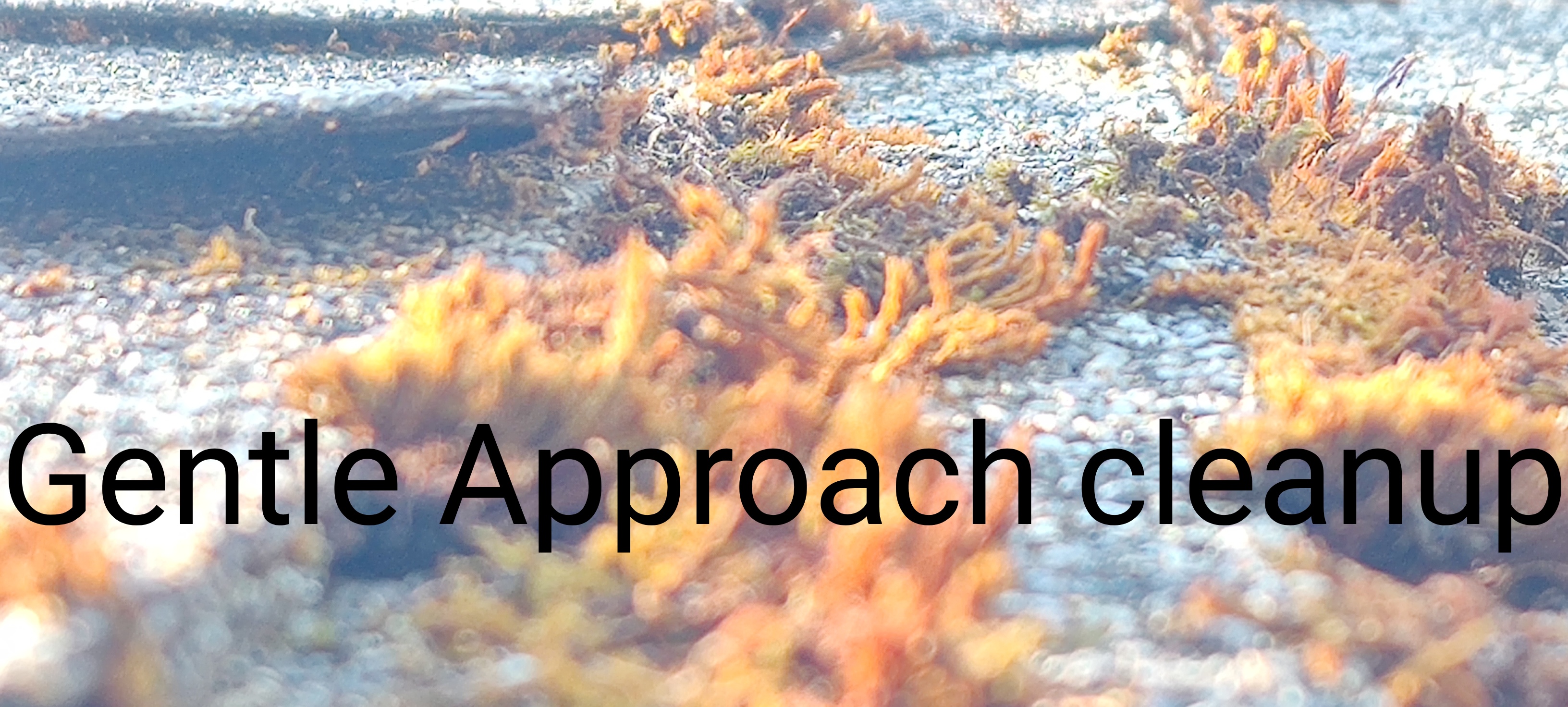 Avatar for Gentle approach roof detailing