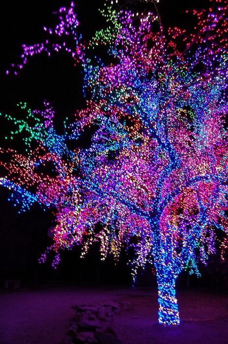 Avatar for Magic christmas lights decor