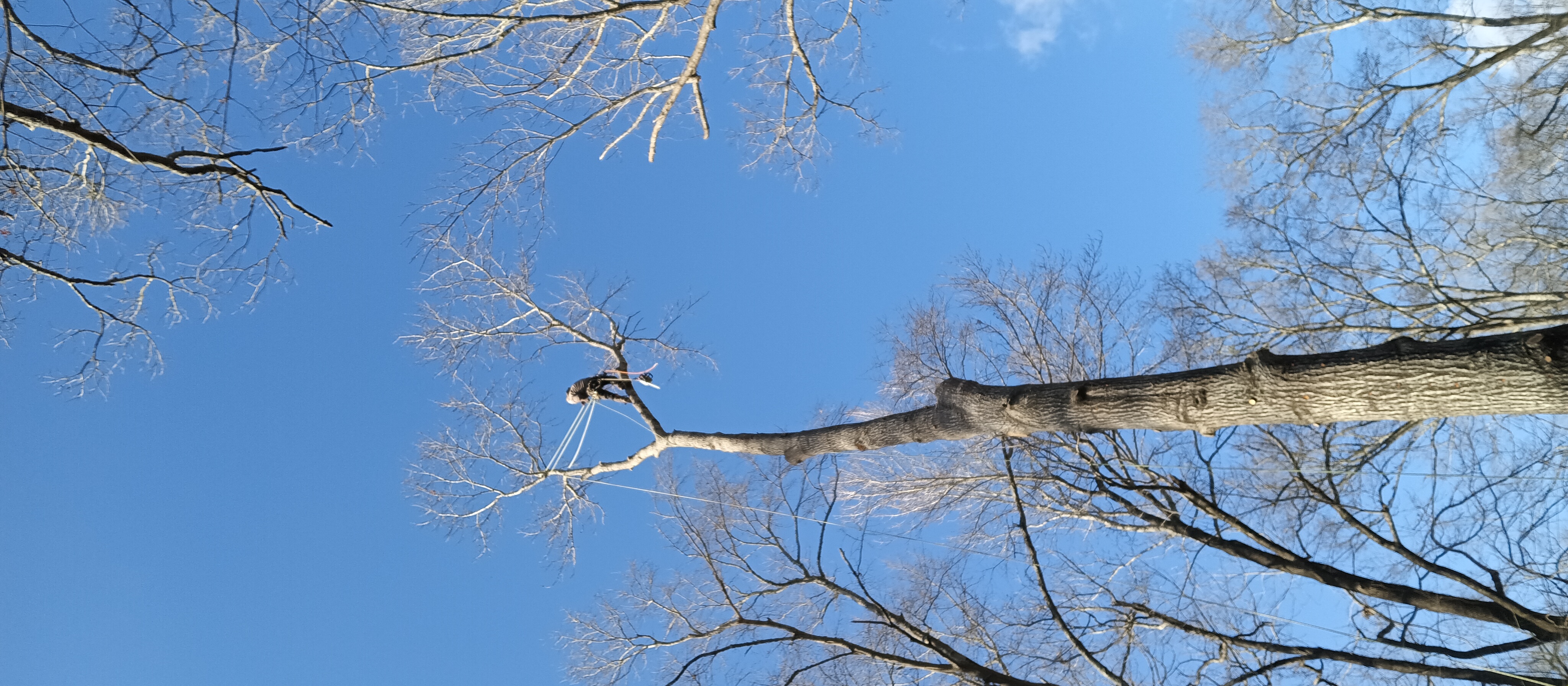 Mill's Tree & Debris Removal Service logo