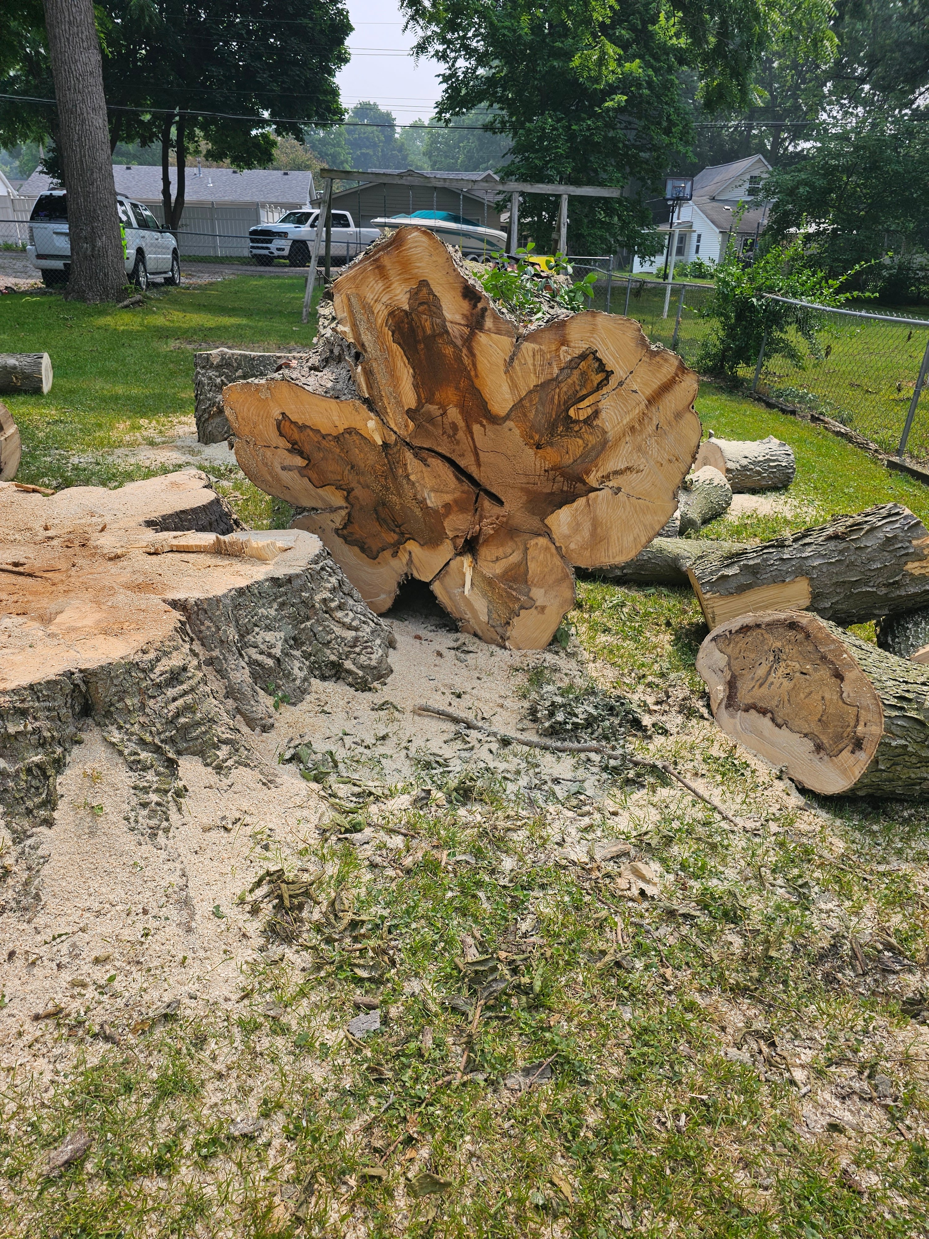 Avatar for Ness Tree Service