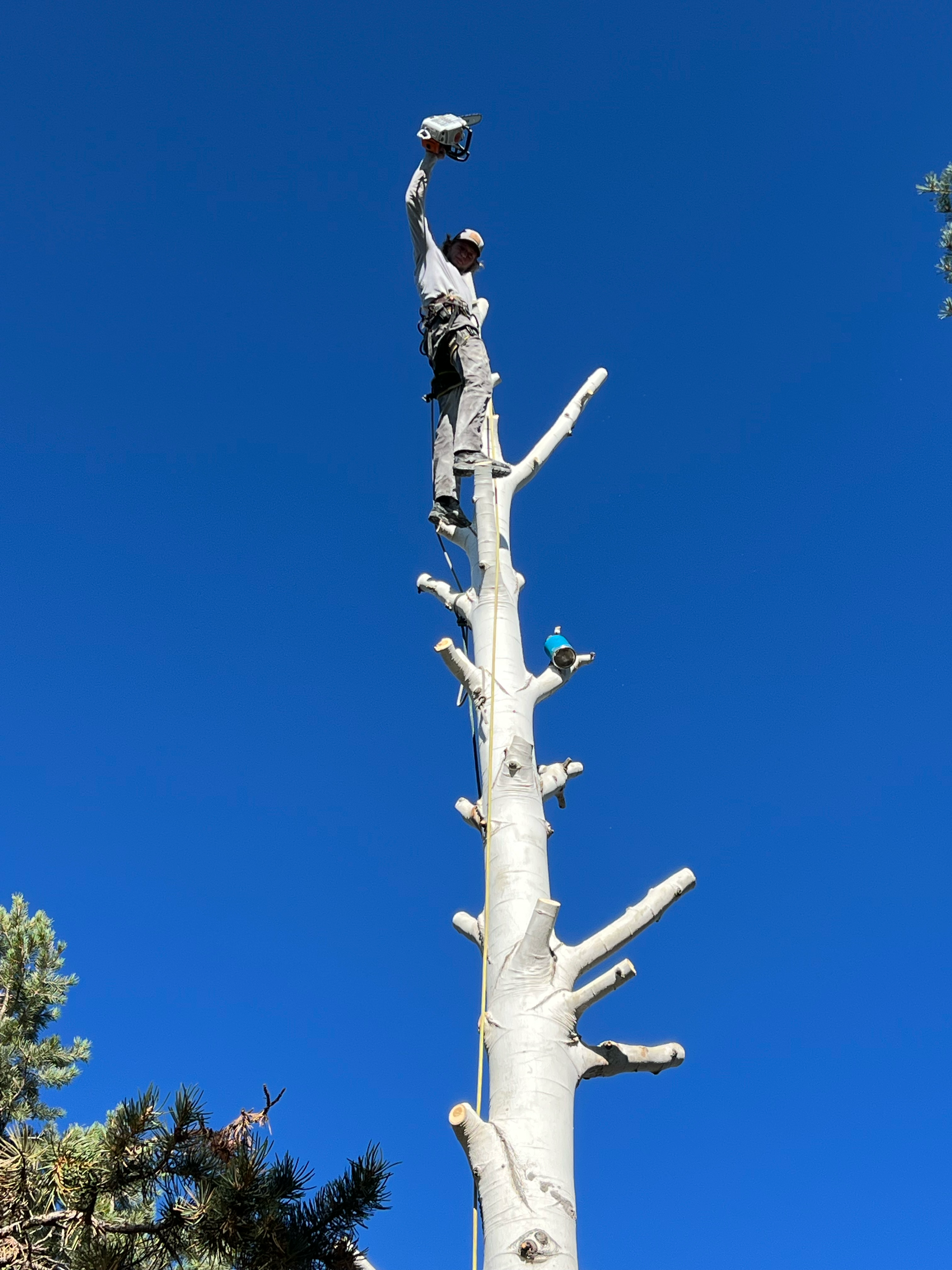 Avatar for By The Branch Tree Specialists