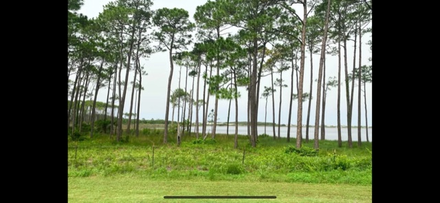 Coastal Tree Solutions logo