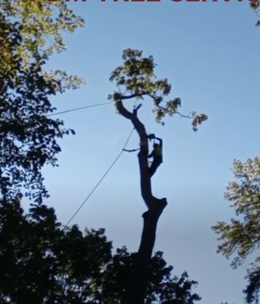 Pdm Tree Service llc logo