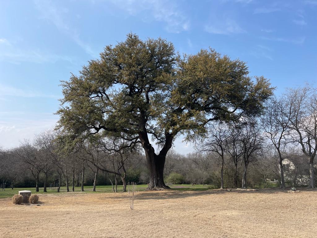 Avatar for Arborist USA of Burleson