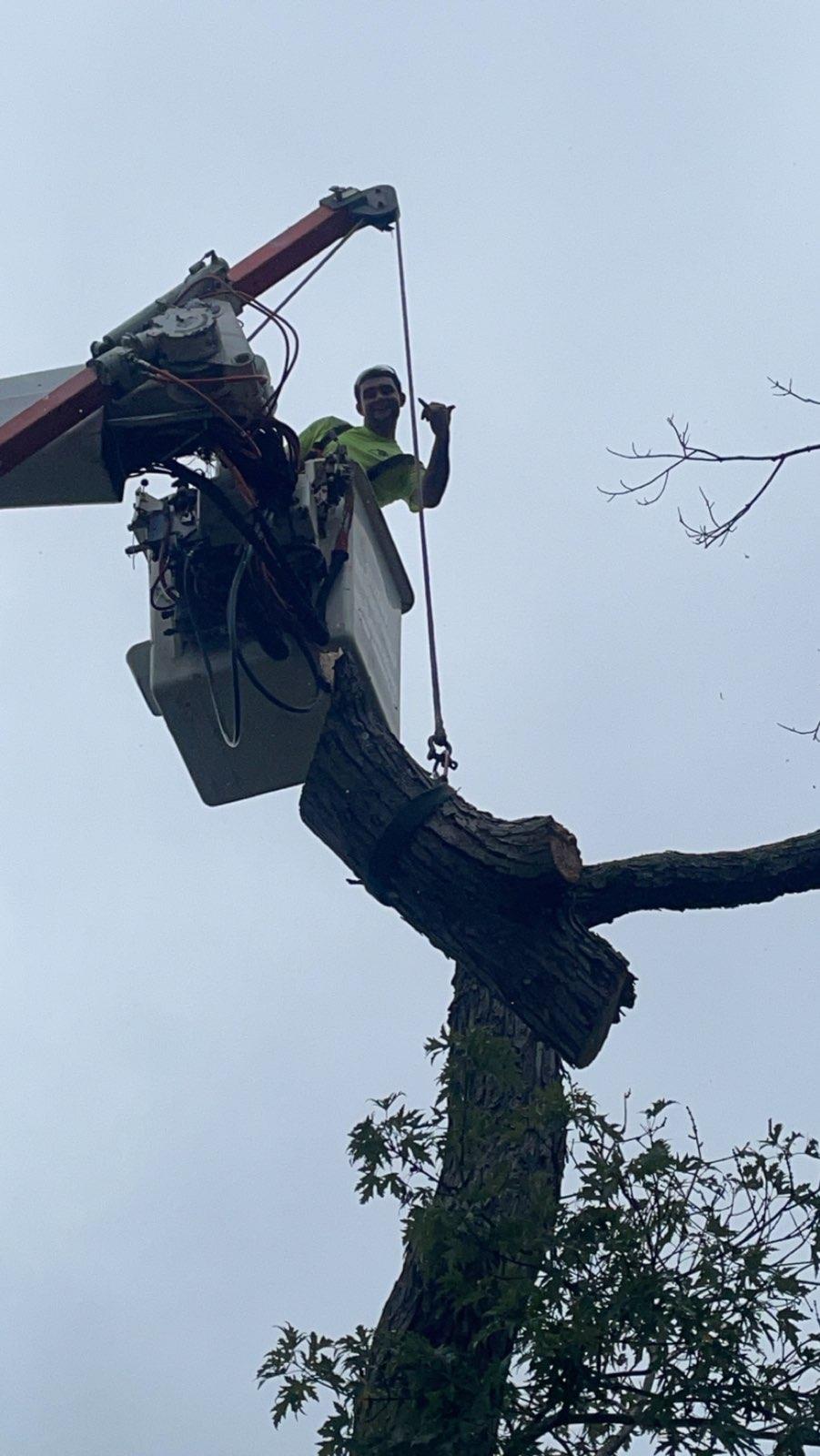 Logo for Carolina Elite Construction LLC and Tree Service