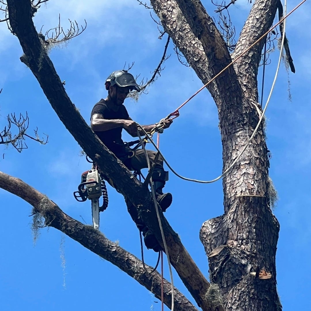 Logo for Sanders Precision Tree Service