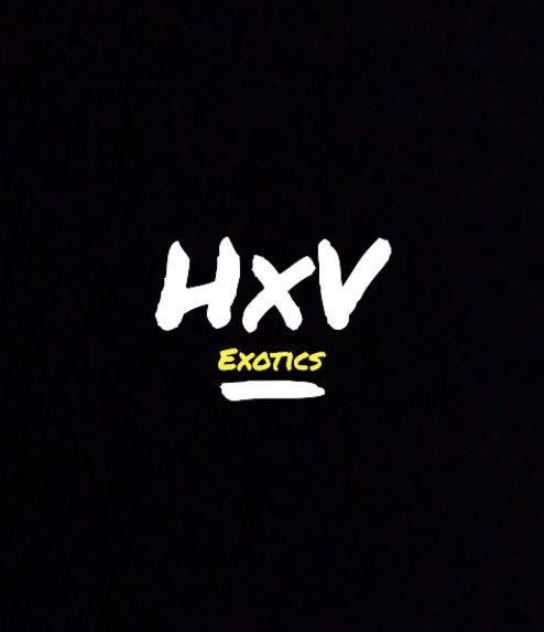 Avatar for HxV Painting