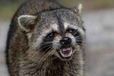 Avatar for Ashley's Critter Gitter