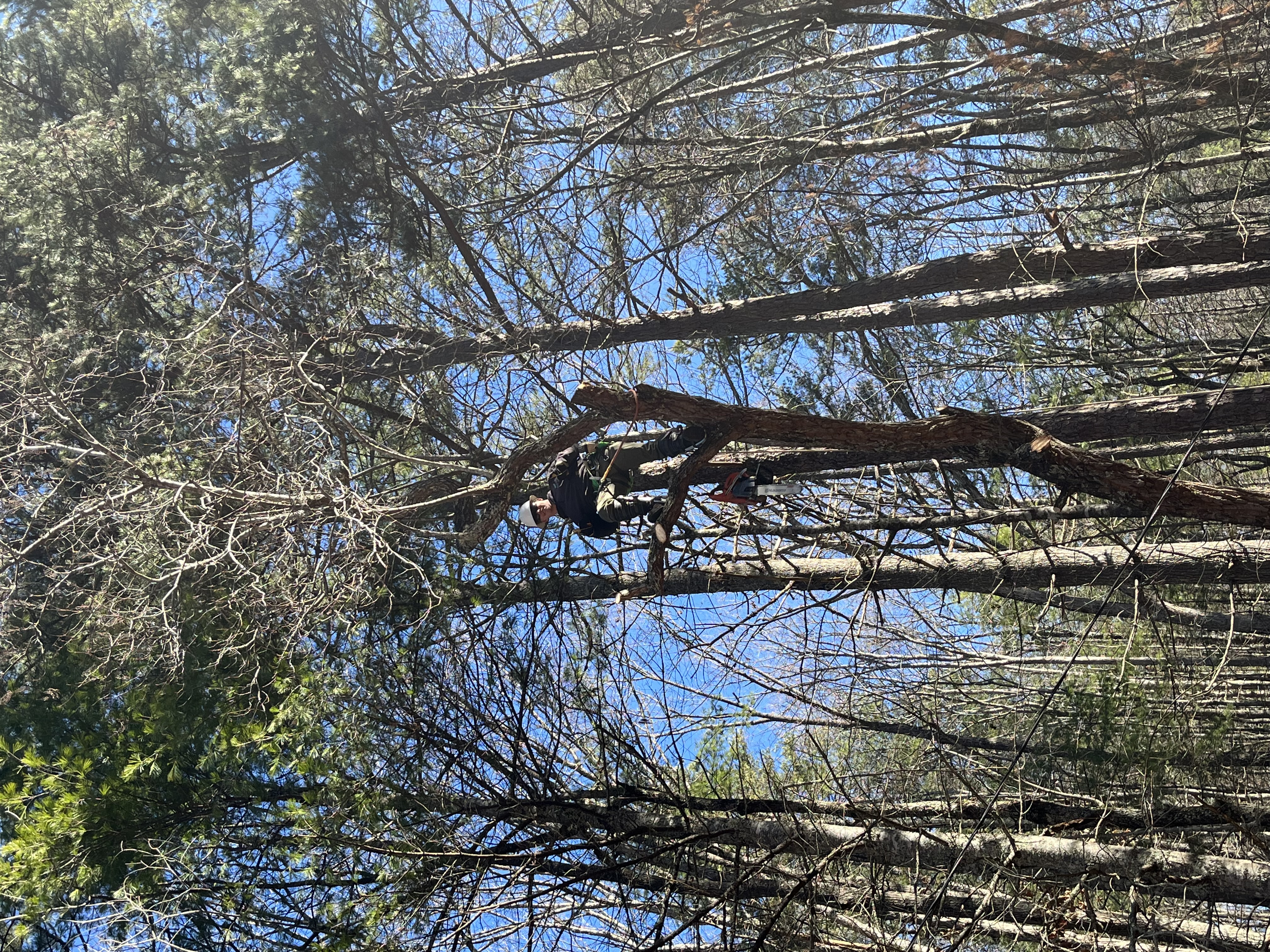 Avatar for Cooks Tree Removal